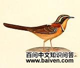 ���ش����