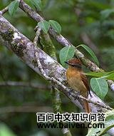 ��̩���l��