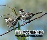 �����̿�