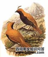 �ڼ������