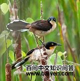 �ڶ����ӿ�