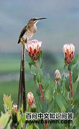 ����ʳ�����