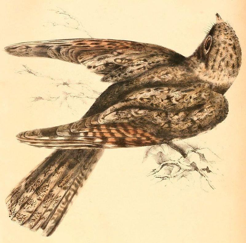 ȸ��ҹӥ��ͼƬ