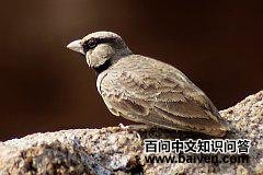 雀百灵属 雀百灵属的图片