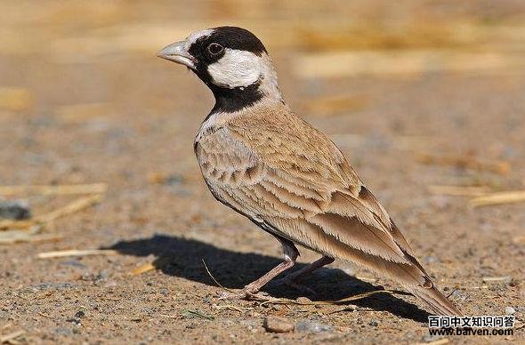 ȸ������