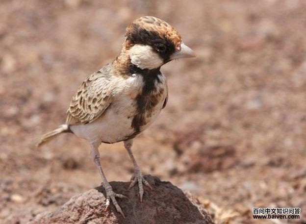 ȸ������