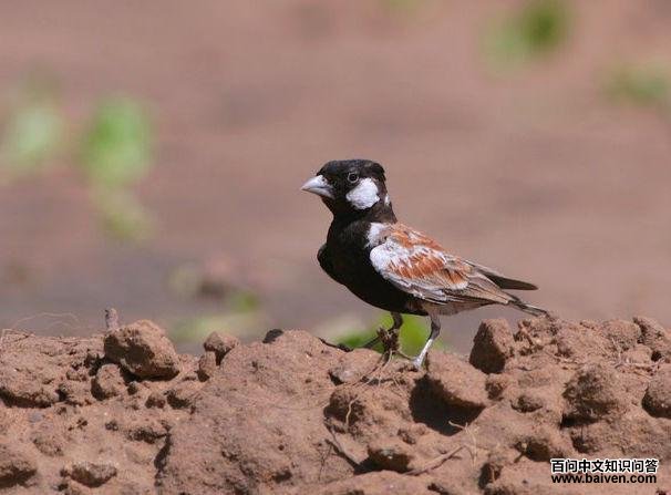 ȸ������