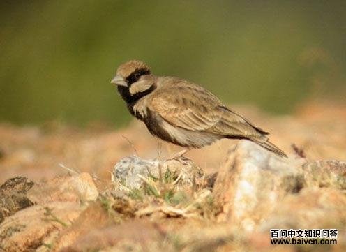 ȸ������