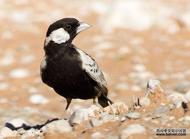 ȸ������