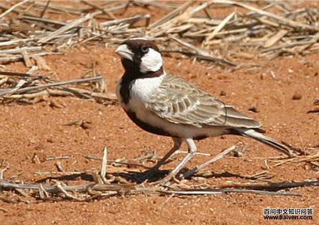 ȸ������