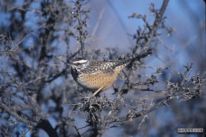 ������������ͼƬ