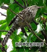 �Ʊ���������