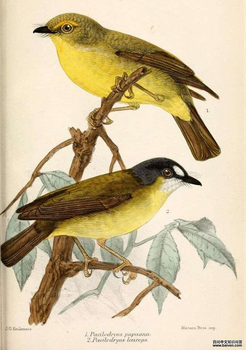 白脸歌鸲鹟 白脸歌鸲鹟的图片