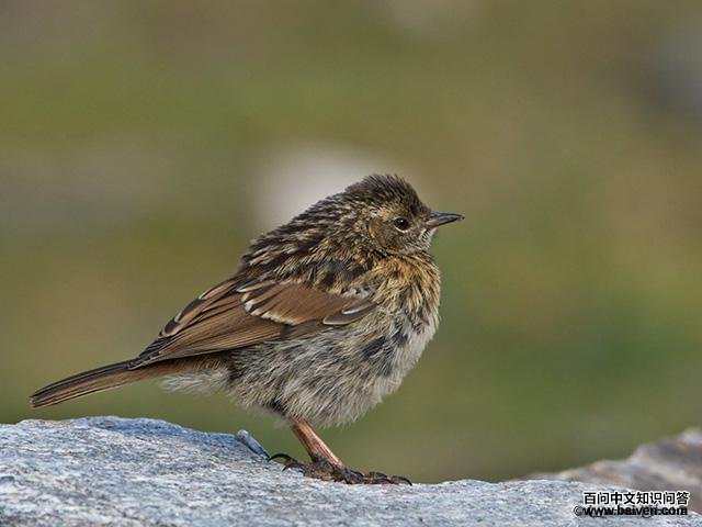 ����ң�����