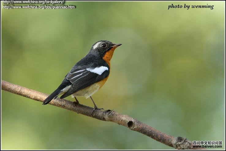 鸲姬鹟 鸲姬鹟的图片