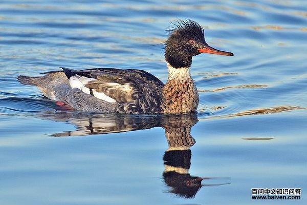 ��ɳѼ����ͼƬ