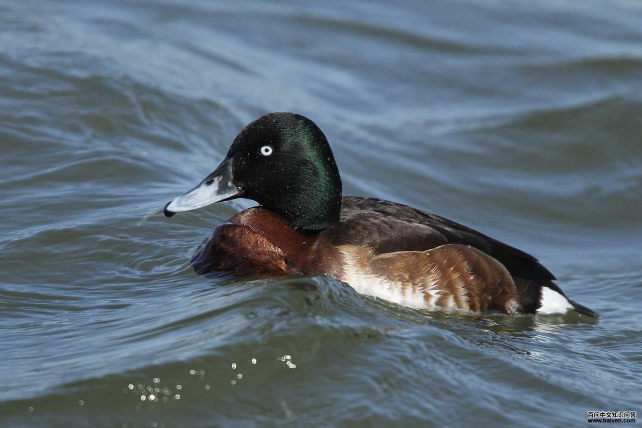 ��ͷǱѼ������