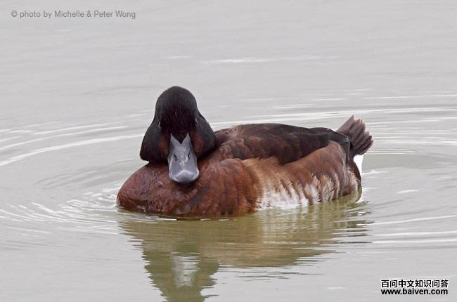 ��ͷǱѼ������