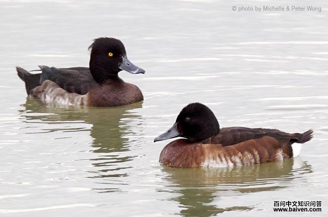 ��ͷǱѼ������