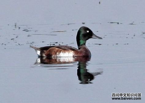 ��ͷǱѼ������