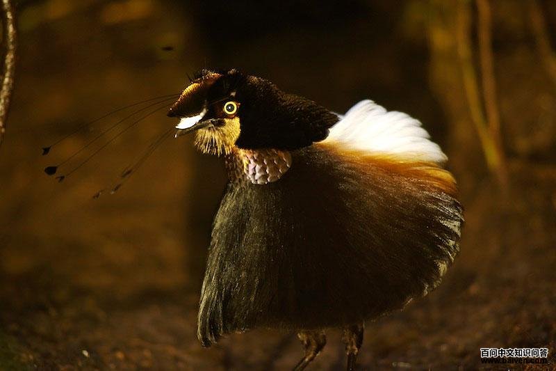 ��ͭ���߷����ͼƬ