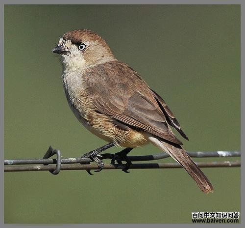 白脸刺莺 白脸刺莺的图片