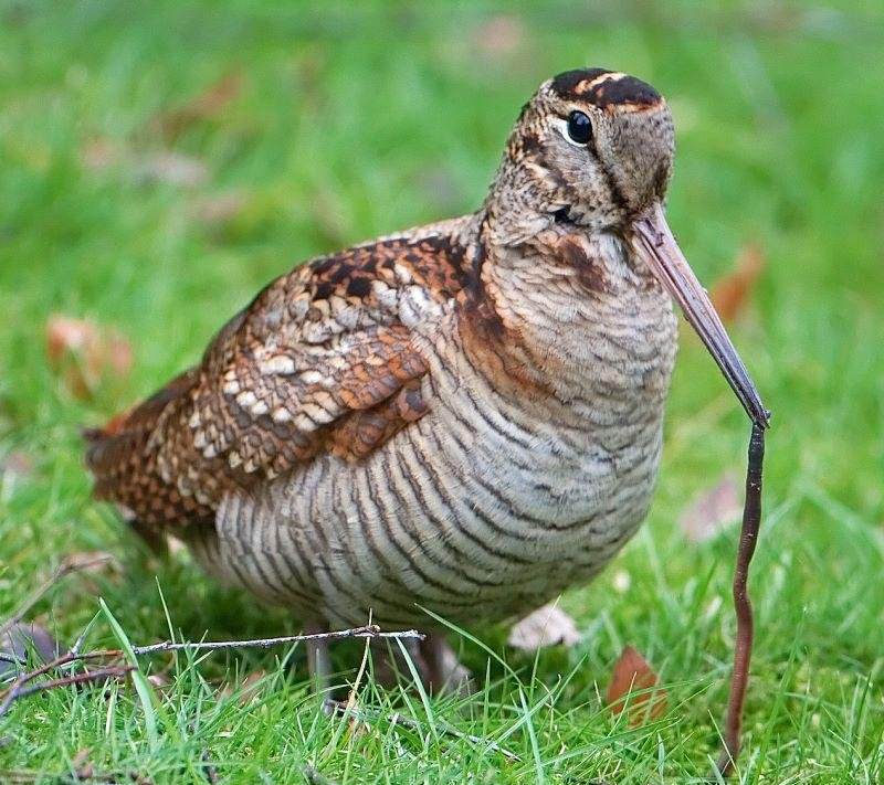 ���ֿƵ�ͼƬ