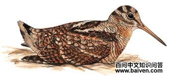 ���֣���̬����ͼ