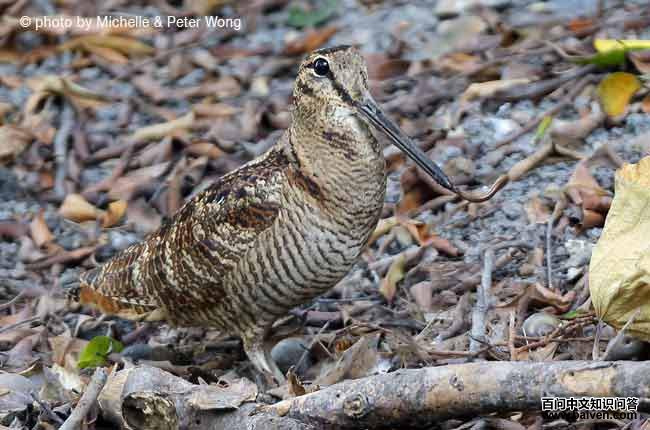 ���֣�����