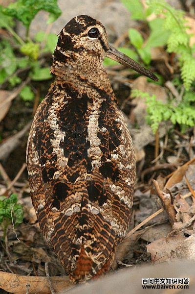 ���֣�����