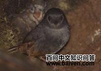 ��˹�����ͼƬ