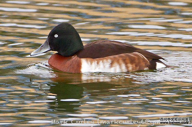 青头潜鸭 青头潜鸭的图片