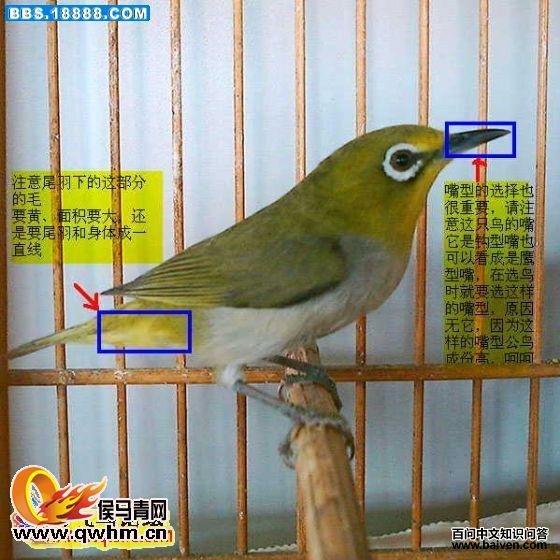 ����׶��ȸ��ͼƬ