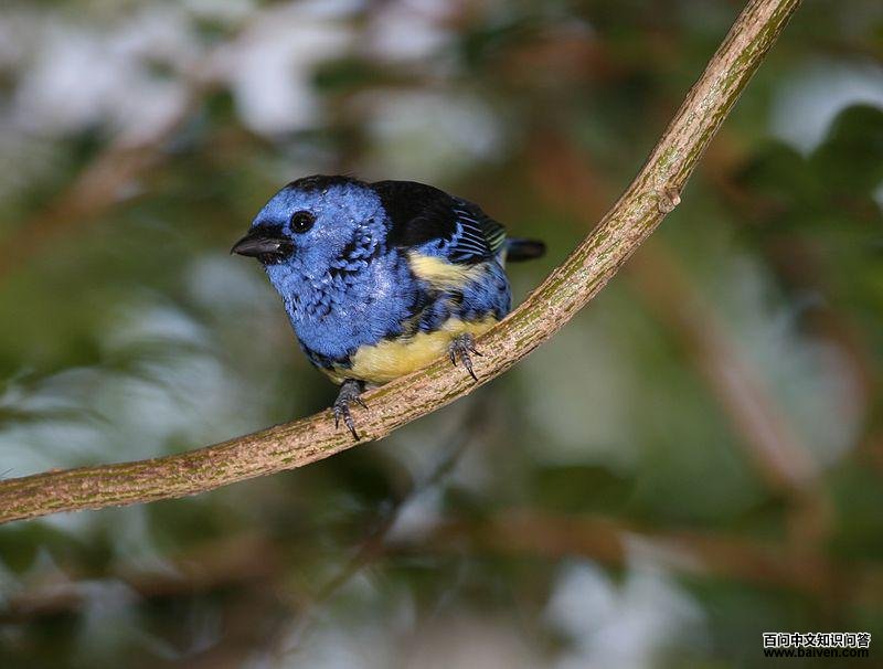 青绿唐加拉雀 青绿唐加拉雀的图片