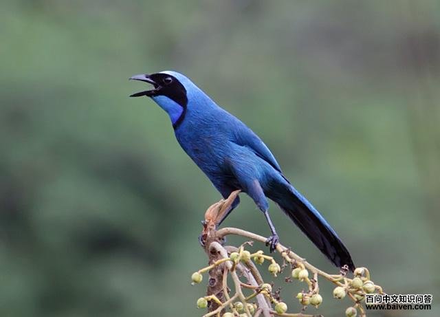 ������ͷȵ��ͼƬ