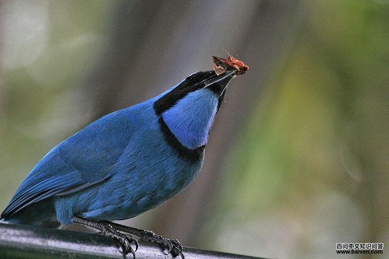 ������ͷȵ