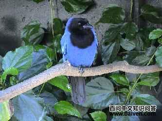 ����ѻ��ͼƬ