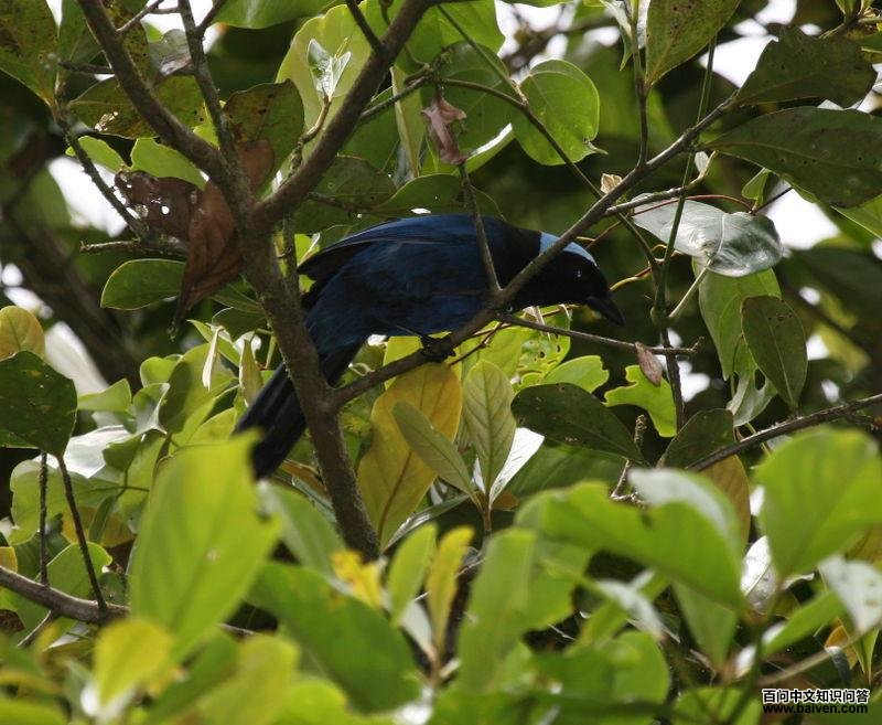 青蓝头鹊 青蓝头鹊的图片