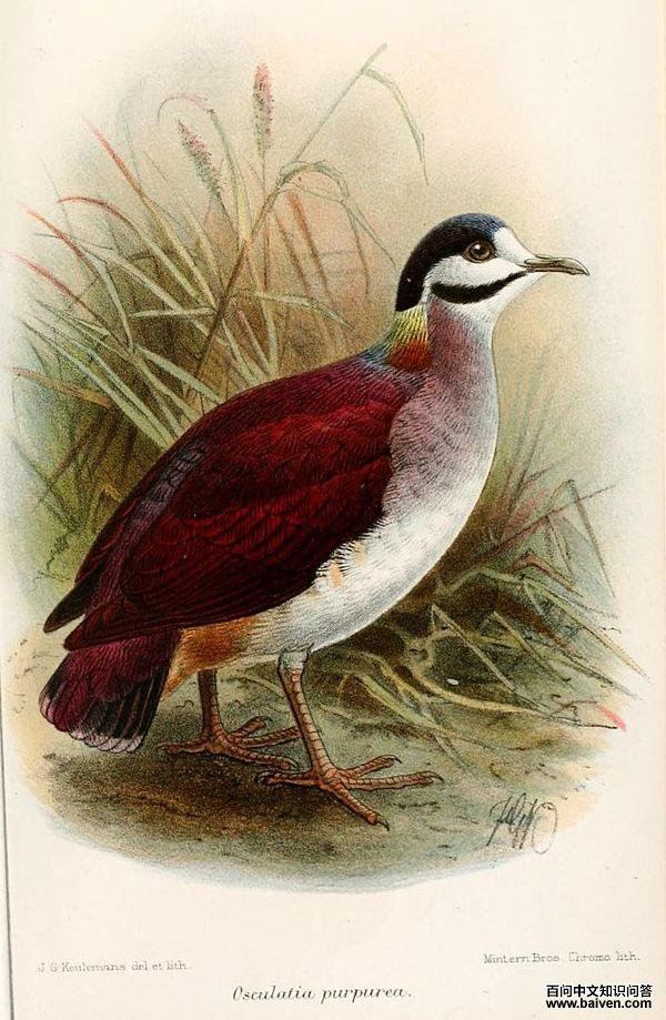 ��������ͼƬ