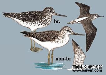 ����֣���̬����ͼ