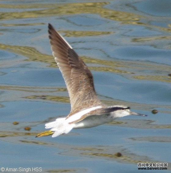 ����֣�����ͼ