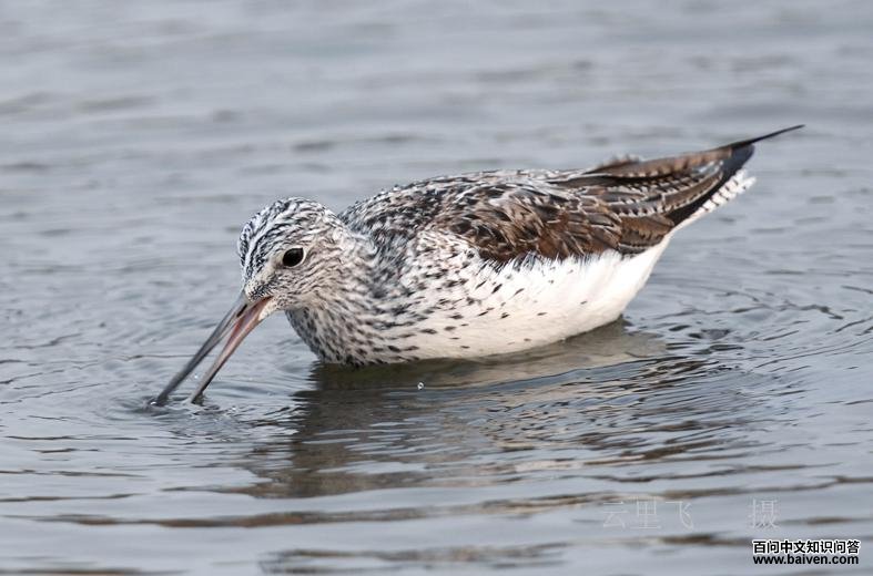 ����֣�����