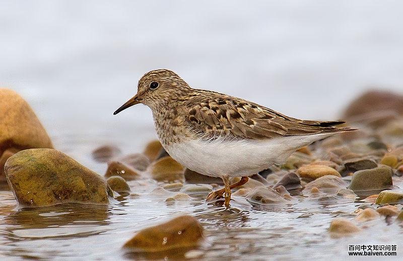 ��ű��ֵ�ͼƬ