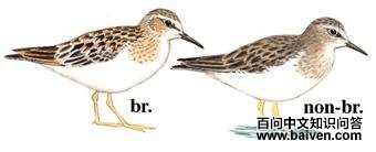 ��ű��֣���̬����ͼ