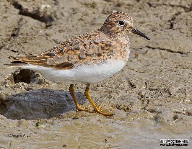 ��ű��֣���ֳ��