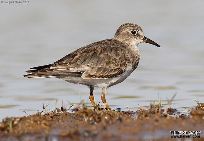 ��ű��֣��Ƿ�ֳ��