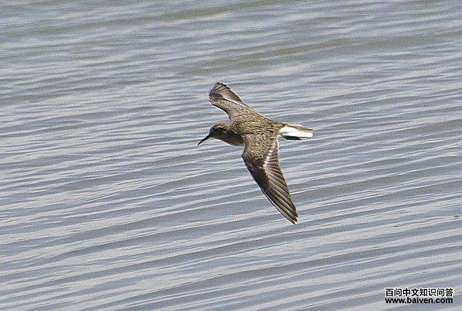 ��ű��֣�����ͼ�����β�𴿰ף�