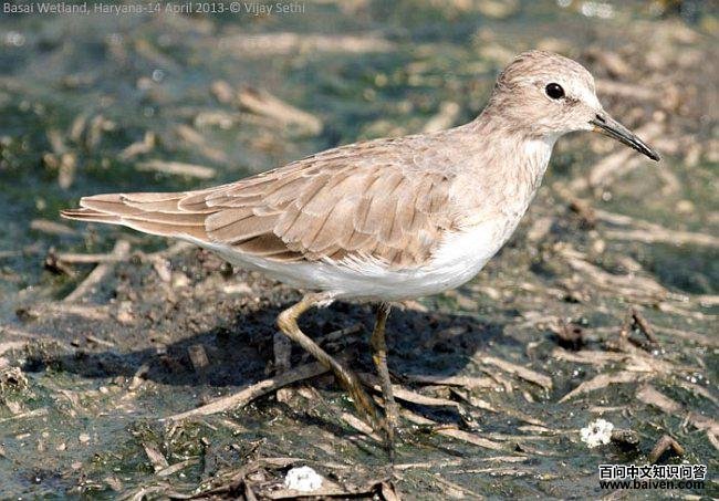 ��ű��֣��Ƿ�ֳ��