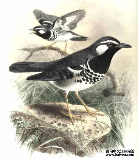 �౳����ͼƬ