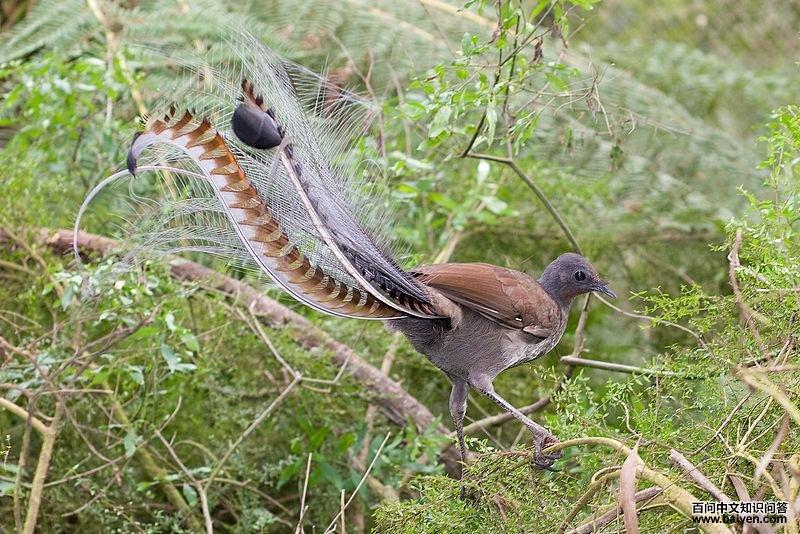 琴鸟属 琴鸟属的图片